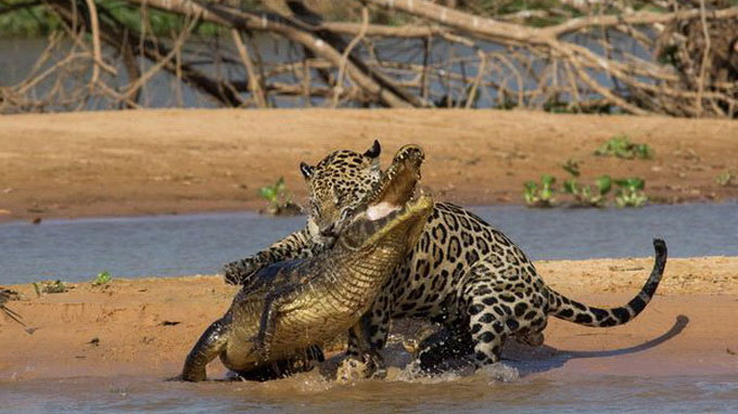 Báo gấm liều mình săn cá sấu Nam Mỹ