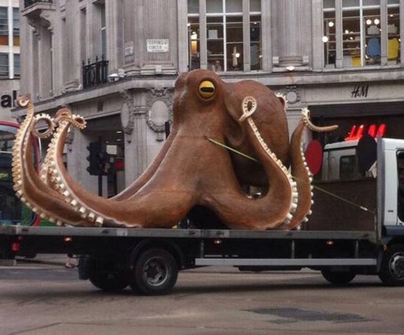 Cận cảnh bạch tuộc khổng lồ mắc kẹt trên đường phố