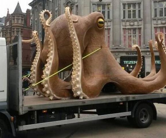 Cận cảnh bạch tuộc khổng lồ mắc kẹt trên đường phố