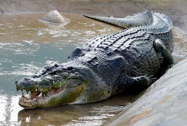 Kinh hoàng cá sấu khủng dài 4,7 mét ăn thịt người