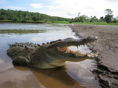 Kinh hoàng phát hiện nhiều phần thi thể người trong bụng cá sấu