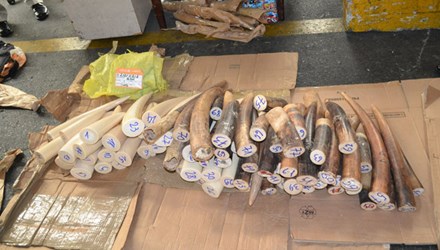 Thu giữ lô hàng chứa 77 ngà voi trị giá 4,4 tỷ đồng ở sân bay Tân Sơn Nhất