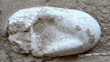 Tìm thấy trứng thằn lằn bay 120 triệu năm ở Trung Quốc