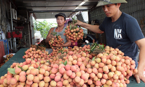 Thương lái thu mua vải tại Thanh Hà (Hải Dương) để chuyển vào tiêu thụ trong Nam.