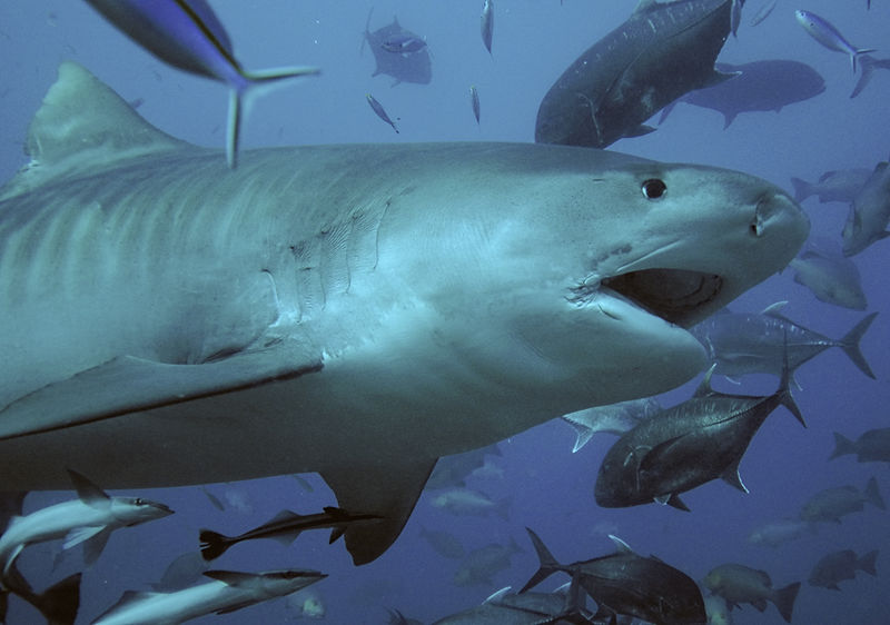 Hàng trăm con cá mập điên cuồng 'xẻ thịt' cá voi khổng lồ