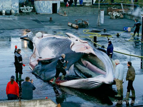 Kinh hãi cảnh sát hại dã man hàng chục con cá voi ở Nhật Bản