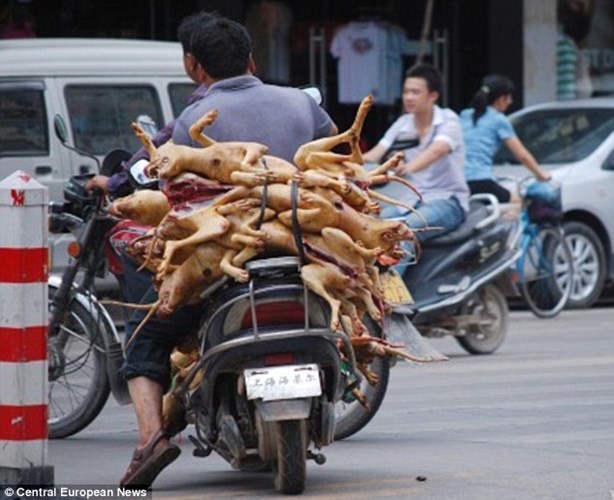 Kinh hoàng những hình ảnh ăn thịt cho của người Trung Quốc