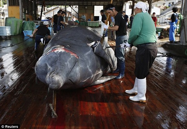 Kinh hãi với cảnh tượng xẻ thịt đẫm máu cá voi ở Nhật Bản