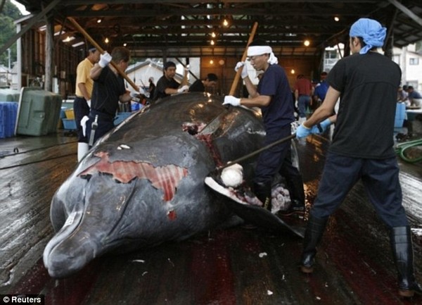 Kinh hãi với cảnh tượng xẻ thịt đẫm máu cá voi ở Nhật Bản