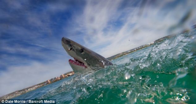 Cận cảnh hàm cá mập trắng đáng sợ 