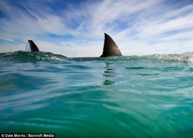 Cận cảnh hàm cá mập trắng đáng sợ 