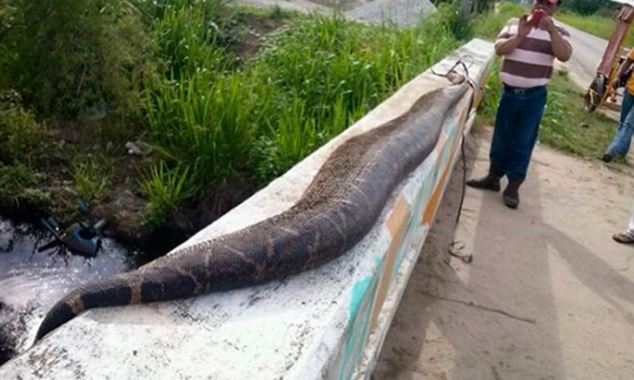 Giết chết rắn khổng lồ dài gần 8 mét nuốt chửng trẻ em