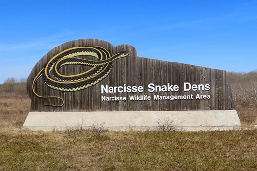 Rùng mình thăm quan động rắn khổng lồ ở Canada