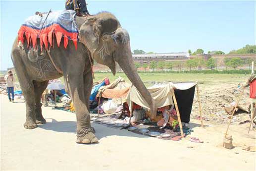Chú voi rơi lệ khi được tháo xích sau 50 năm bị hành hạ 5