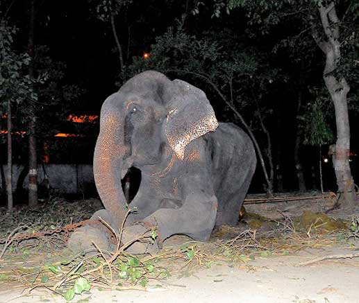 Chú voi rơi lệ khi được tháo xích sau 50 năm bị hành hạ 8