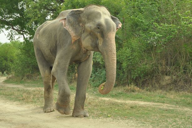 Nước mắt chuyển thành nụ cười của chú voi bị cầm tù suốt 50 năm 8