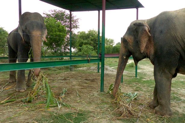 Nước mắt chuyển thành nụ cười của chú voi bị cầm tù suốt 50 năm 6