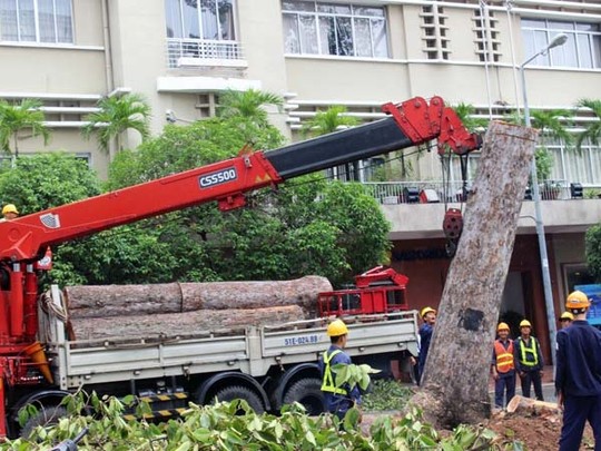 Cận cảnh hàng chục cây cổ thụ bị đốn hạ, nhường chỗ cho ga điện ngầm