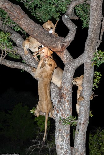 Sư tử trèo cây ăn cắp con mồi của báo đốm