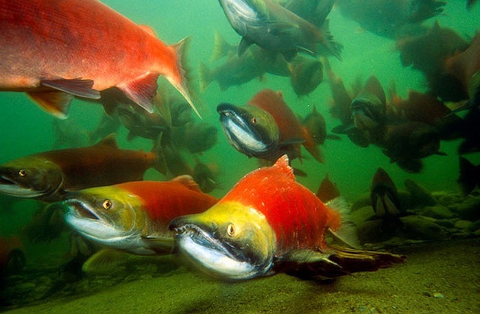 Cận cảnh dòng sông đỏ rực vì 10 triệu con cá hồi di cư 14