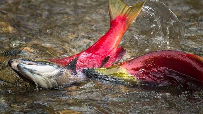 Cận cảnh dòng sông đỏ rực vì 10 triệu con cá hồi di cư