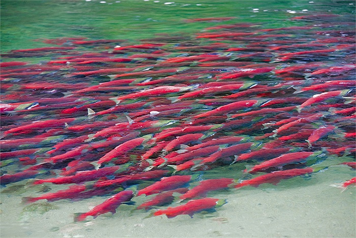 Cận cảnh dòng sông đỏ rực vì 10 triệu con cá hồi di cư 17