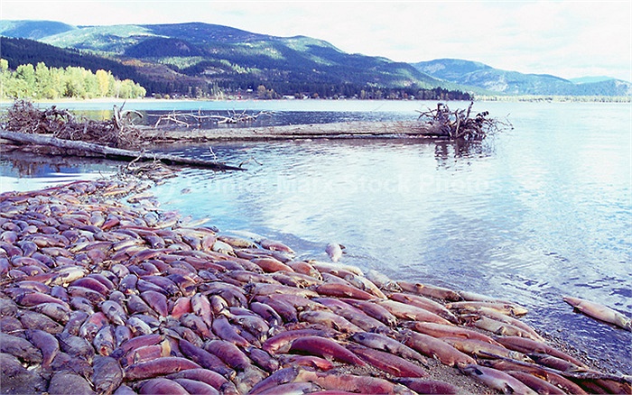 Cận cảnh dòng sông đỏ rực vì 10 triệu con cá hồi di cư 18