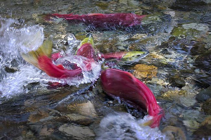 Cận cảnh dòng sông đỏ rực vì 10 triệu con cá hồi di cư 11