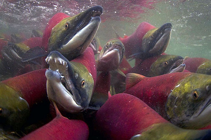 Cận cảnh dòng sông đỏ rực vì 10 triệu con cá hồi di cư
