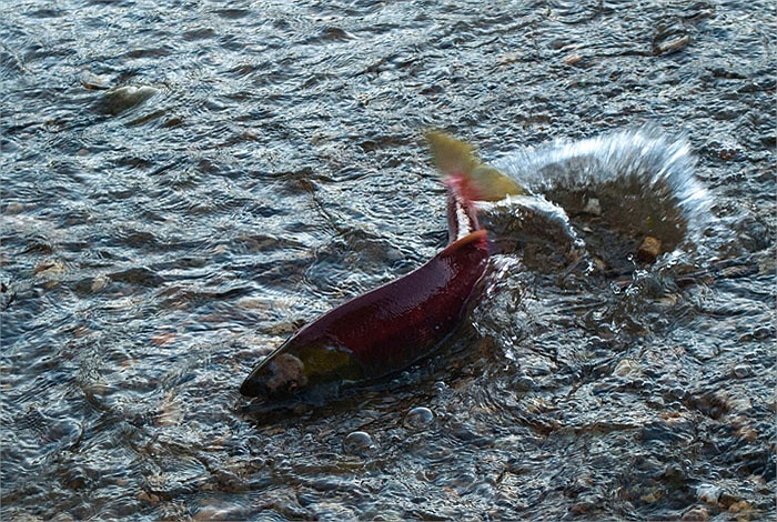 Cận cảnh dòng sông đỏ rực vì 10 triệu con cá hồi di cư 13