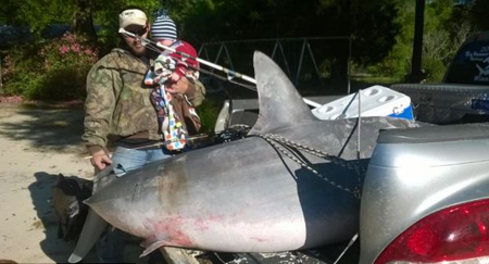 Bắt được 'quái vật' cá mập hổ khổng lồ nặng gần 400 kg 6