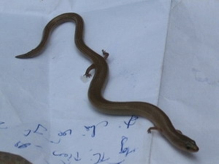 Những con rắn có chân cực kỳ quái ở Việt Nam gây xôn xao