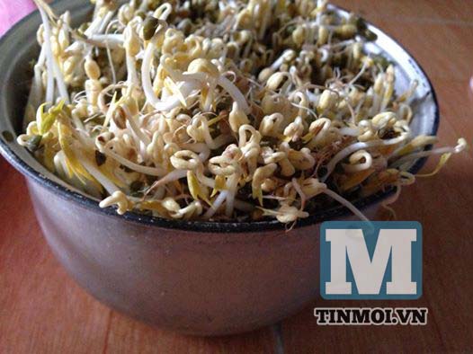 GIÁ ĐỖ  MÓN ĂN TỐT CHO SỨC KHỎE