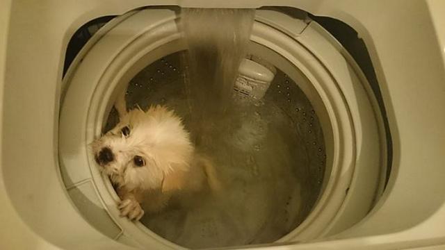 Nam thanh niên quay chó trong máy giặt khiến dân mạng nổi giận