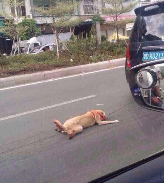Phẫn nộ cảnh kéo lê chú chó trên đường đằng sau ôtô