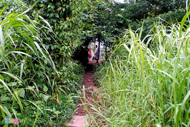 Cuộc sống trong khu rừng cỏ lau giữa Sài Gòn