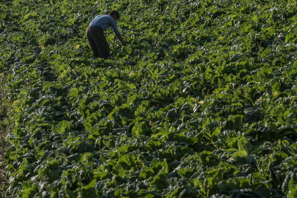 Xem cảnh lao động trên ruộng đồng của nông dân Triều Tiên 6