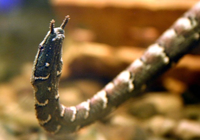 Những loài rắn kỳ lạ nhất hành tinh 11