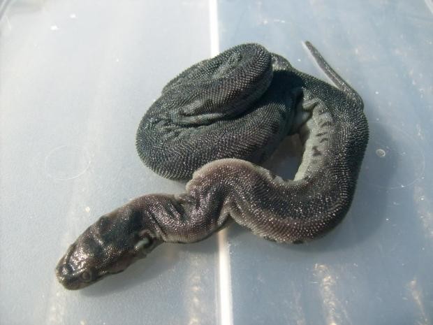 Những loài rắn kỳ lạ nhất hành tinh 13
