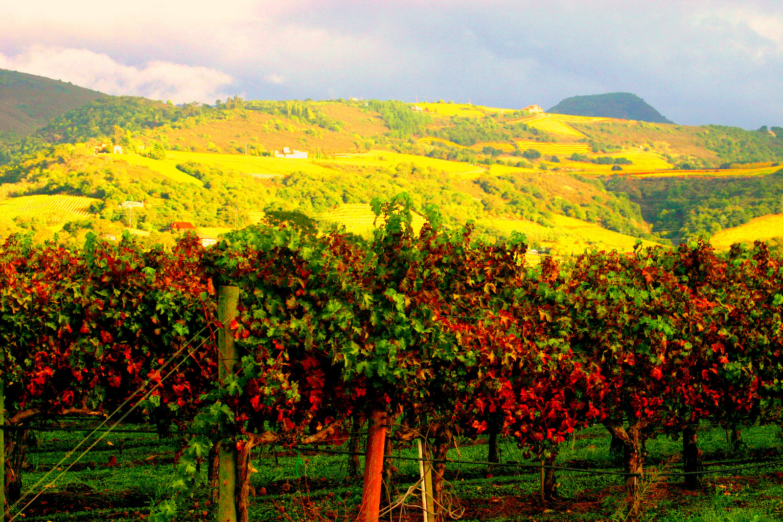 Фруктовая долина. Калифорния Напа виноградники. Винная Долина Напа. Долина Напа Калифорния виноделие. Долина Рейна виноградники.