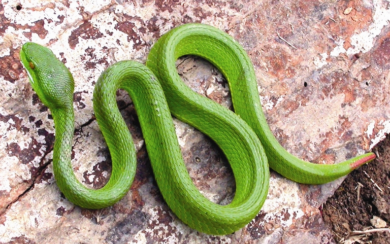 Những thông tin đặc biệt nguy hiểm của rắn lục đuôi đỏ
