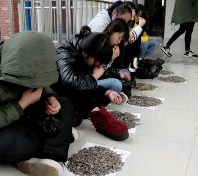 Sinh viên ăn vặt trong lớp bị giảng viên phạt cắn 50kg hạt hướng dương