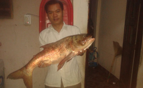 Bắt được cá mè 'khủng' dài 1m, nặng 18kg trên sông Đồng Nai 4