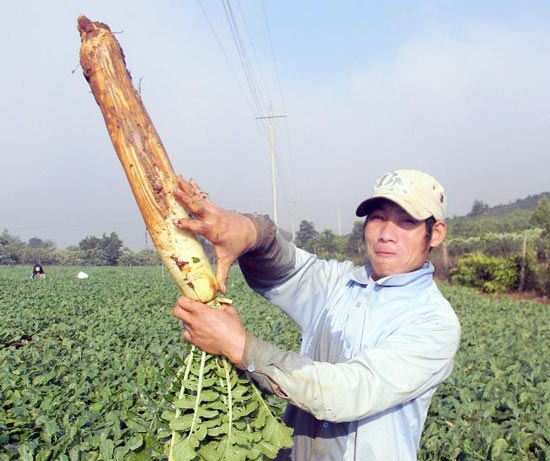 Đào được củ cải “khủng” dài hơn nửa mét, nặng 2,2kg