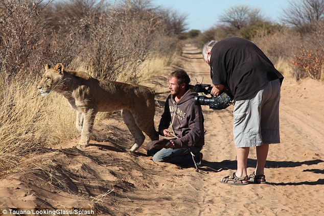 Chú sư tử sống cùng con người học cách săn mồi 13