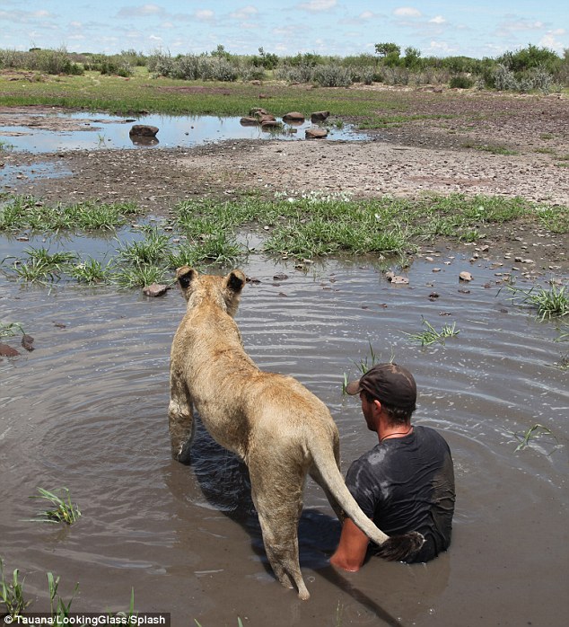 Chú sư tử sống cùng con người học cách săn mồi 9