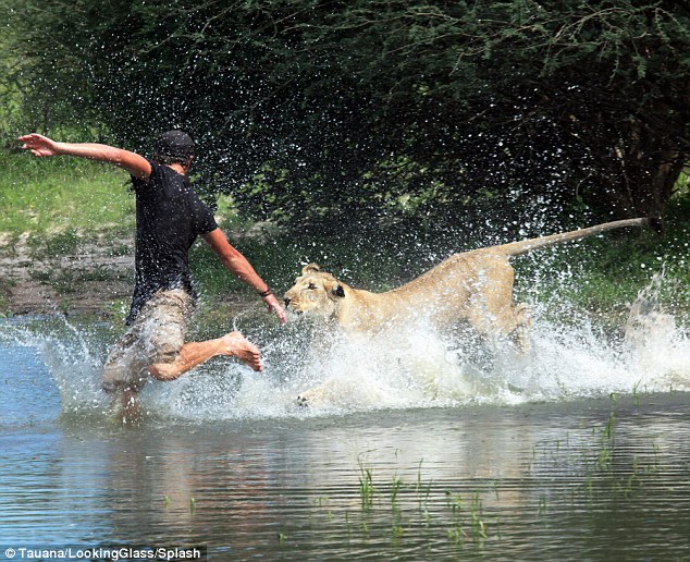 Chú sư tử sống cùng con người học cách săn mồi 10
