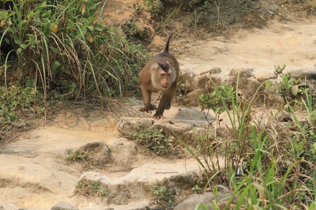 Vây bắt khỉ 'lạ' tấn công du khách trên đỉnh Bàn Cờ, Đà Nẵng 4