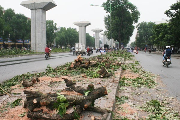 Chặt cây xanh ở HN: Những quan điểm đá nhau của người cùng một nhà 