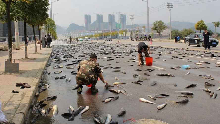 Ngỡ ngàng cảnh 6,8 tấn cá tra tràn ngập trên đường phố Trung Quốc 5